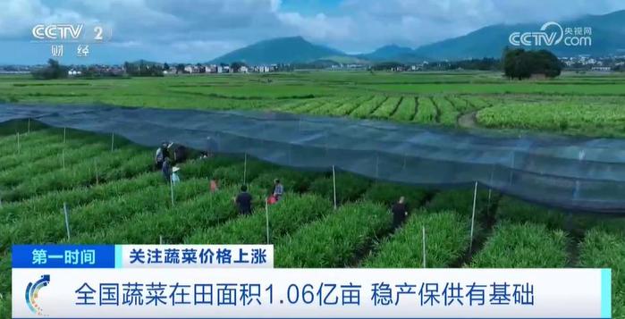 中国蔬菜播种面积_蔬菜种植面积全国2024多少_2024全国蔬菜种植面积