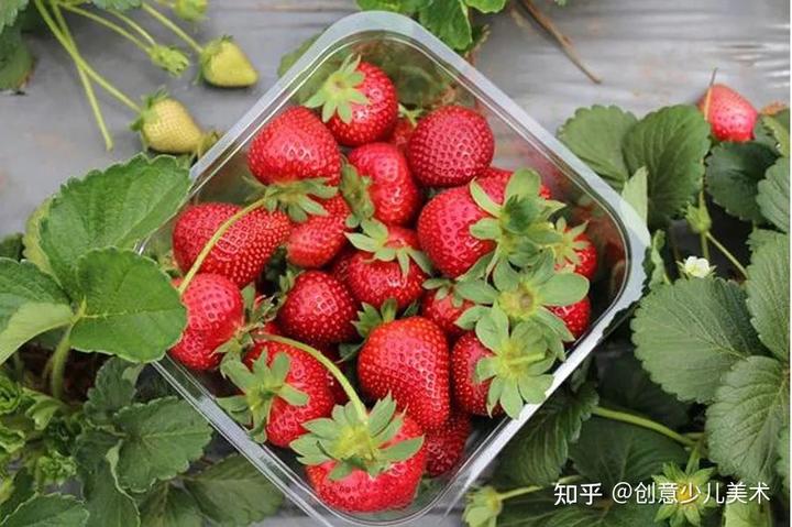 （课程）草莓的种子——画一画好吃又好看的草莓