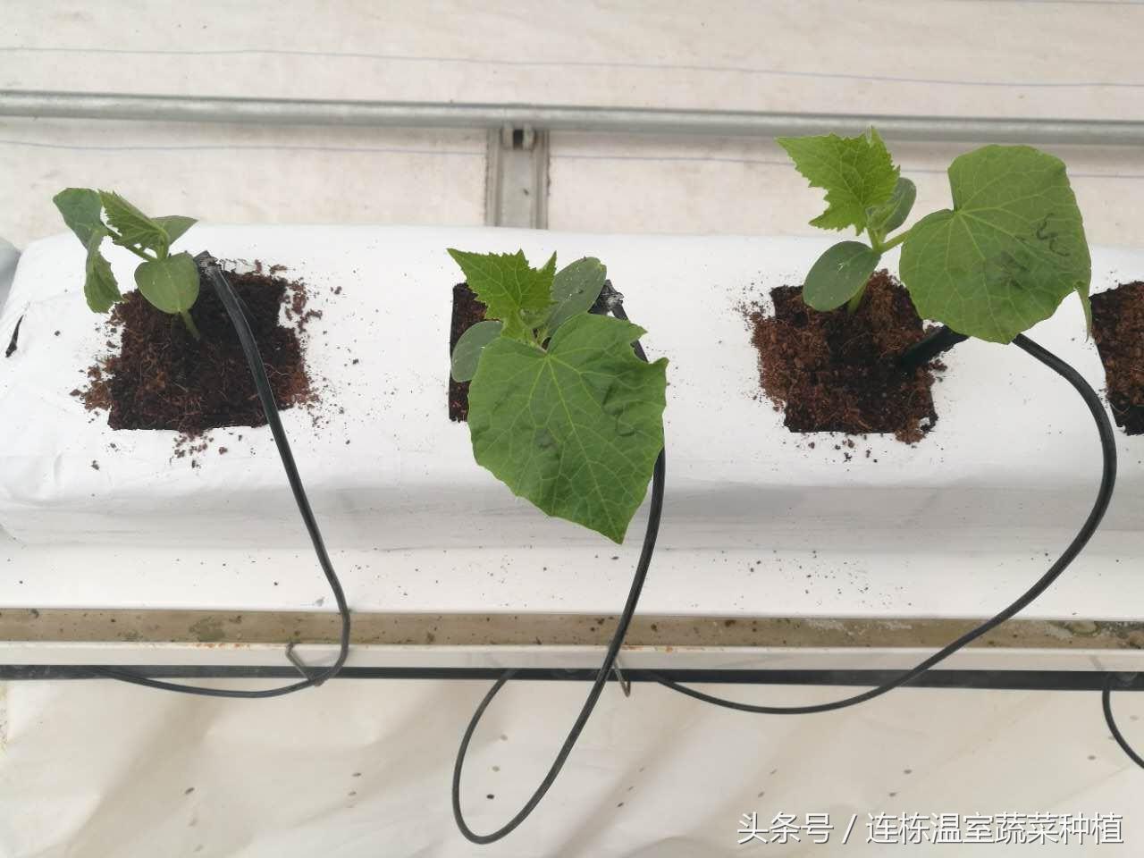 荷兰小黄瓜种植方法_荷兰小黄瓜如何种植_黄瓜荷兰种植小苗图片