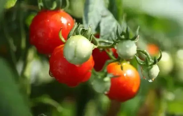 西红柿播种季节种植管理技巧_西红柿的种植方法和季节_夏季西红柿种植技术