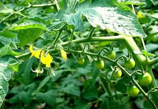 西红柿的种植方法和季节_西红柿播种季节种植管理技巧_夏季西红柿种植技术