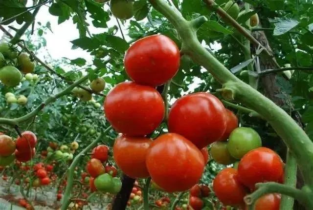 夏季西红柿种植技术_西红柿的种植方法和季节_西红柿播种季节种植管理技巧