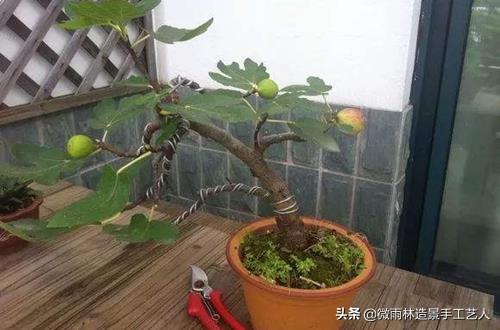 无花果树栽种_无花果树苗怎么种植_树苗种植无花果技术要点