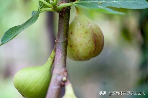 无花果树栽种_无花果树苗怎么种植_树苗种植无花果技术要点