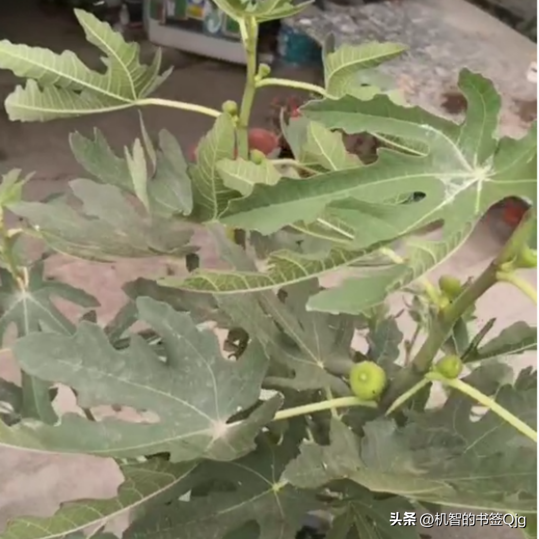 无花果树苗怎么种植_栽无花果树_无花果树栽种