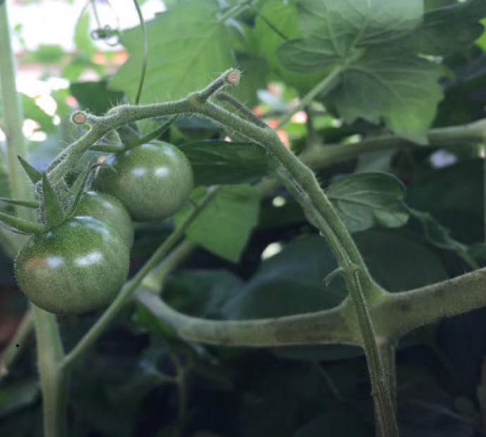 西红柿播种季节种植管理技巧_夏季西红柿种植技术_西红柿种植时间和温度