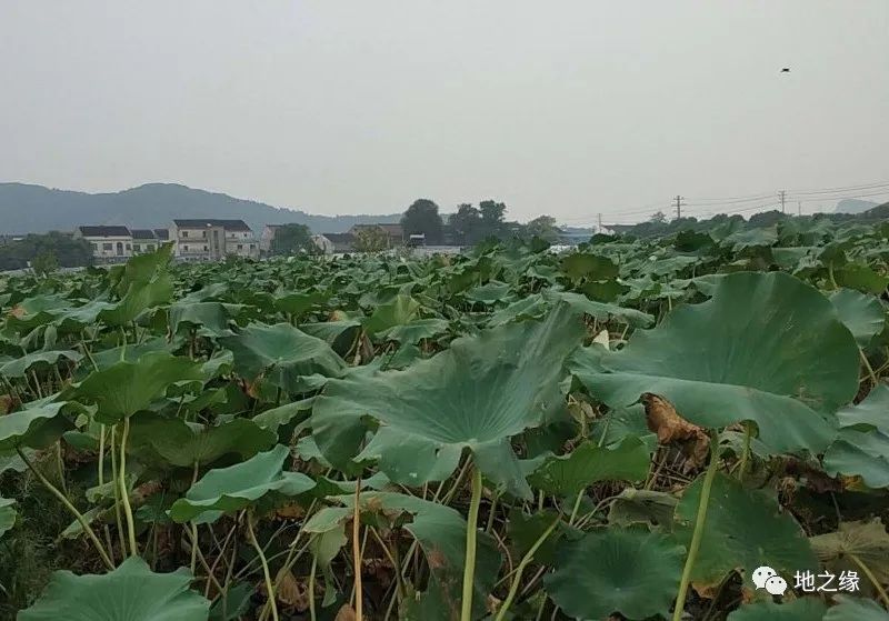 中山生物学院_中山大学养猪_中山大学生物蝇蛆养鸡