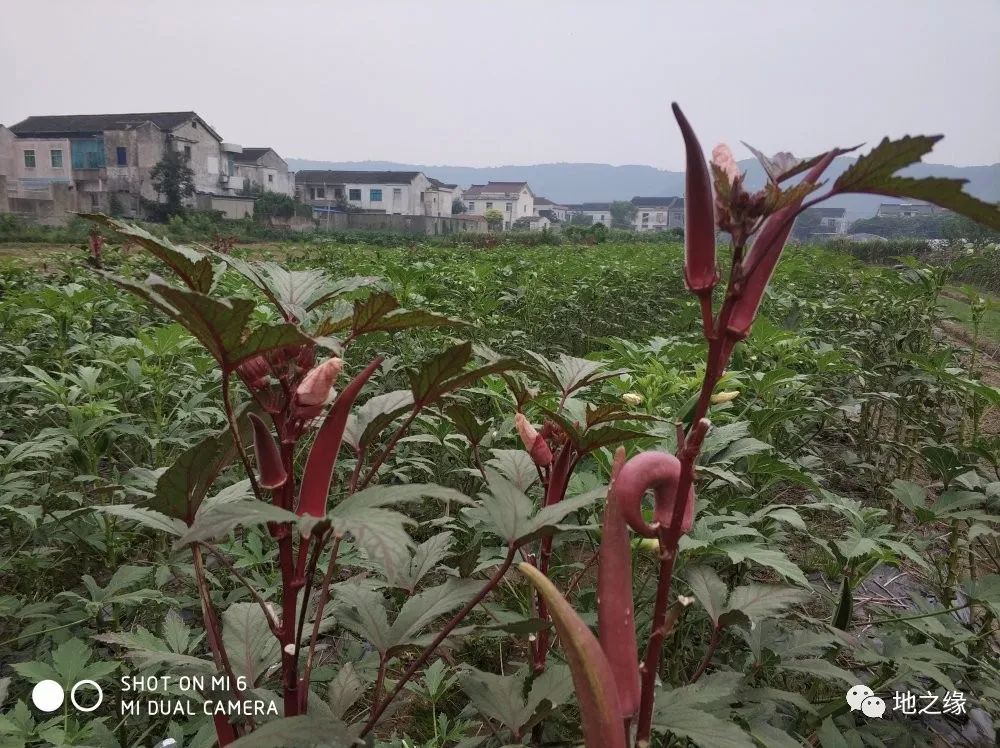 中山生物学院_中山大学生物蝇蛆养鸡_中山大学养猪