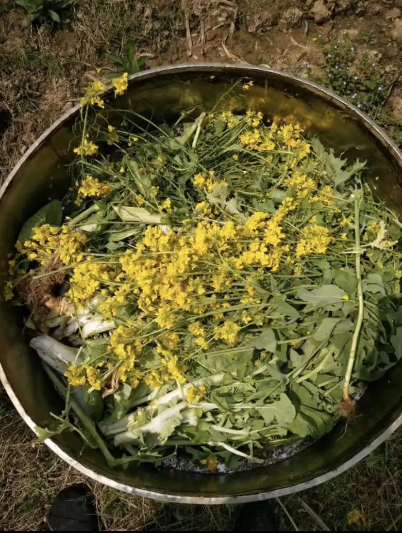 水缸荷花养鱼_养荷花的缸_水缸养荷花