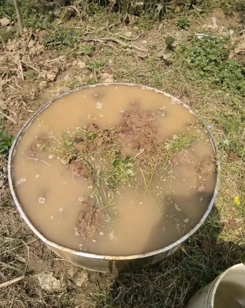 水缸荷花养鱼_养荷花的缸_水缸养荷花