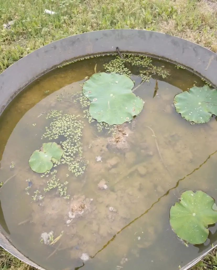 水缸荷花养鱼_养荷花的缸_水缸养荷花