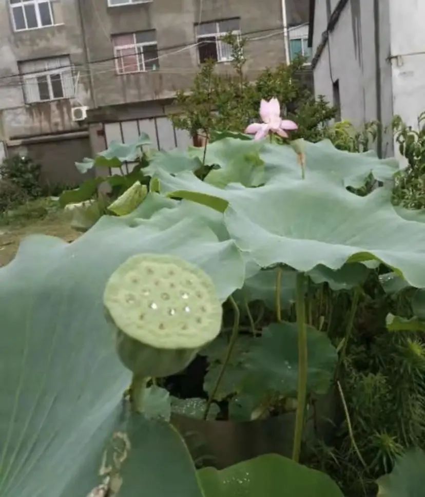 水缸荷花养鱼_养荷花的缸_水缸养荷花