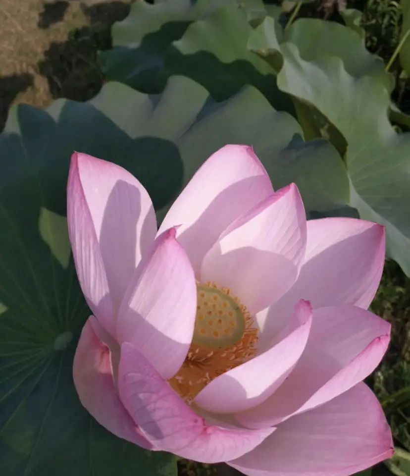 水缸荷花养鱼_养荷花的缸_水缸养荷花