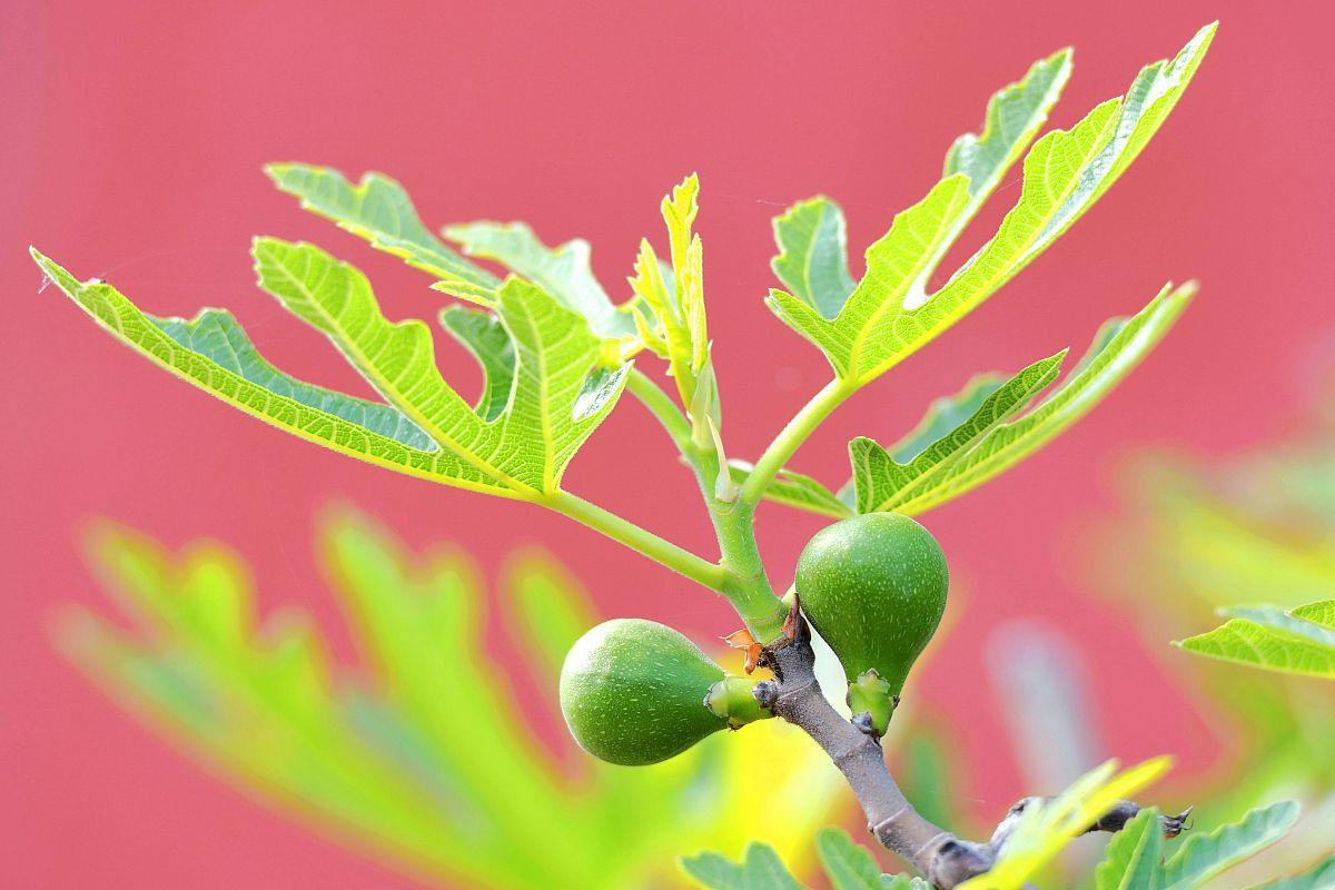 无花果树苗怎么种植_无花果的小树苗种植法_栽无花果树