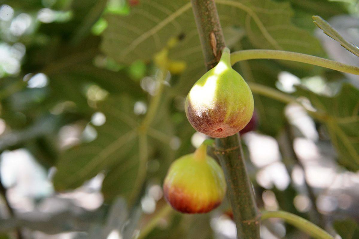 无花果树苗怎么种植_无花果的小树苗种植法_栽无花果树