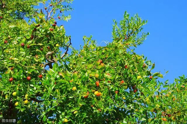 适合南方种植的果树_适应南方果树苗_果树南方种植适合种什么