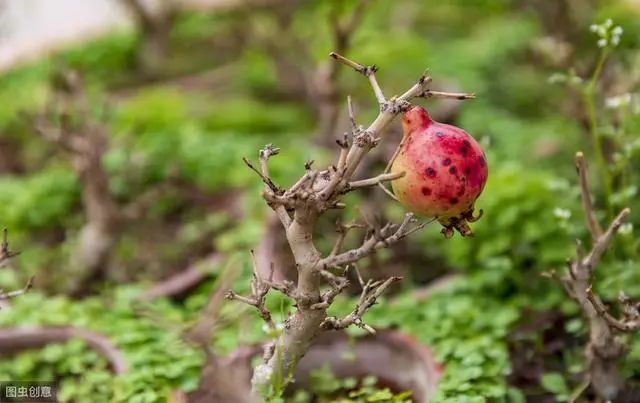 果树南方种植适合种什么_适合南方种植的果树_适应南方果树苗