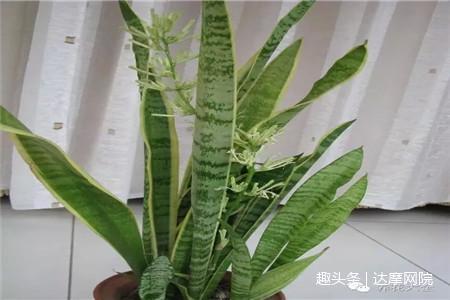 绿帝王植物_绿帝王 栽培_纯种帝王绿