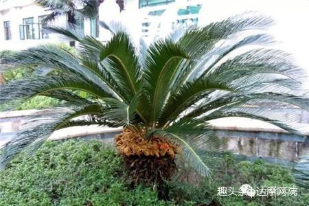 绿帝王植物_纯种帝王绿_绿帝王 栽培