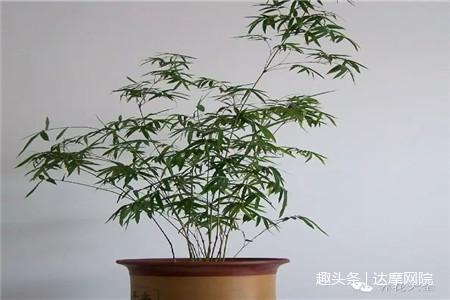 纯种帝王绿_绿帝王植物_绿帝王 栽培