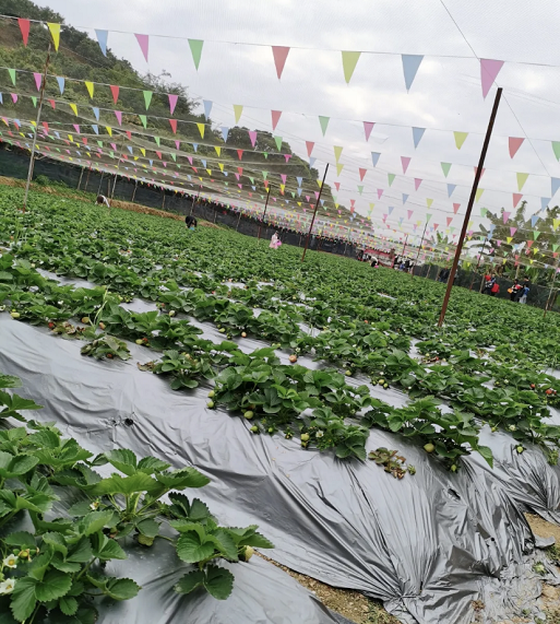 采摘草莓的作文_草莓 采摘_采摘草莓的季节