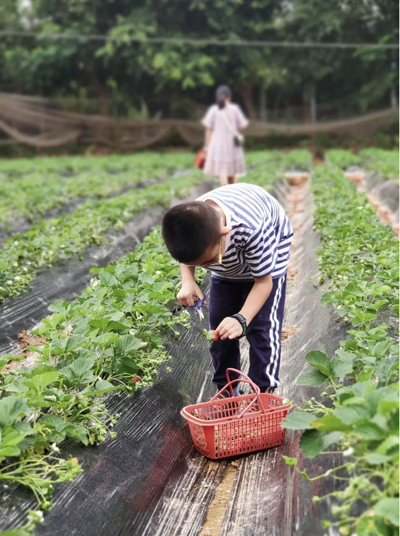 草莓 采摘_采摘草莓的作文_采摘草莓的季节