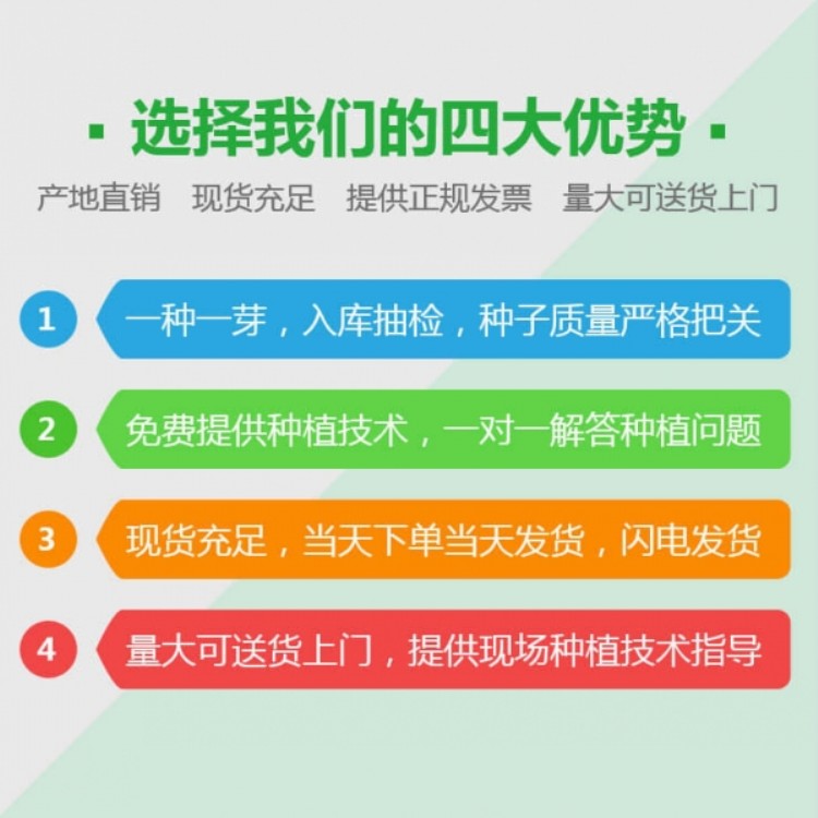 竹柏种子价格 图片竹柏种子 竹柏种子种植方法