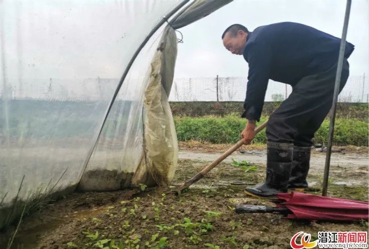 半夏种植技术视频_视频种植半夏技术要点_半夏栽培技术视频