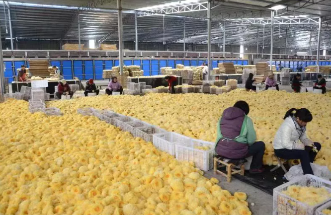 福建古田食用菌批发市场_福建古田食用菌菌种_福建古田食用菌