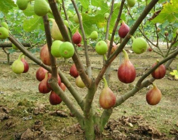 无花果树苗多少钱_无花果树苗图片_无花果的小树苗种植法