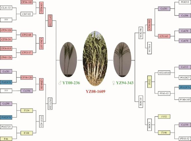 生物育种方向_生物育种方向是什么_生物育种方向论文