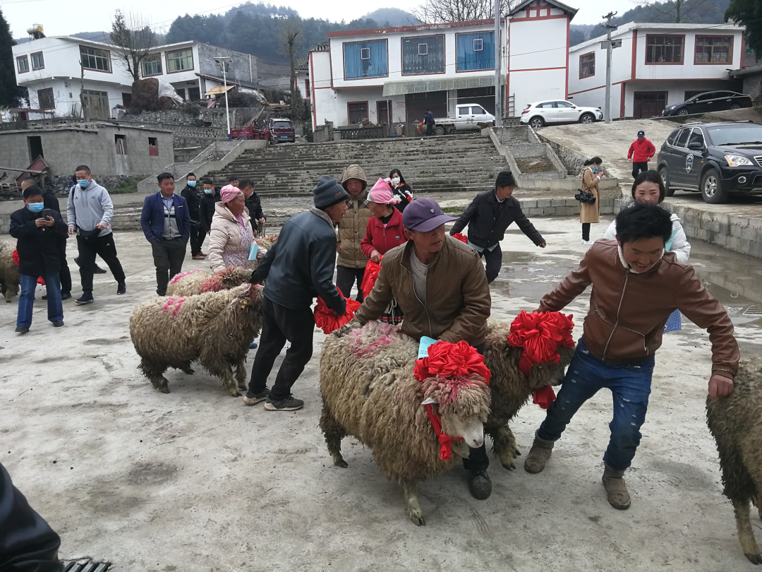 基地养羊大中国人能养吗_大型养羊基地殖场图片_中国最大的养羊基地