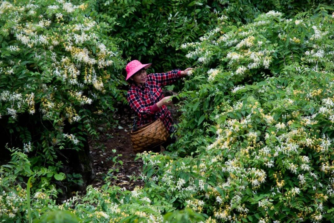 广西哪里有金银花苗出售_广西金银花苗木批发_广西金银花种植业基地