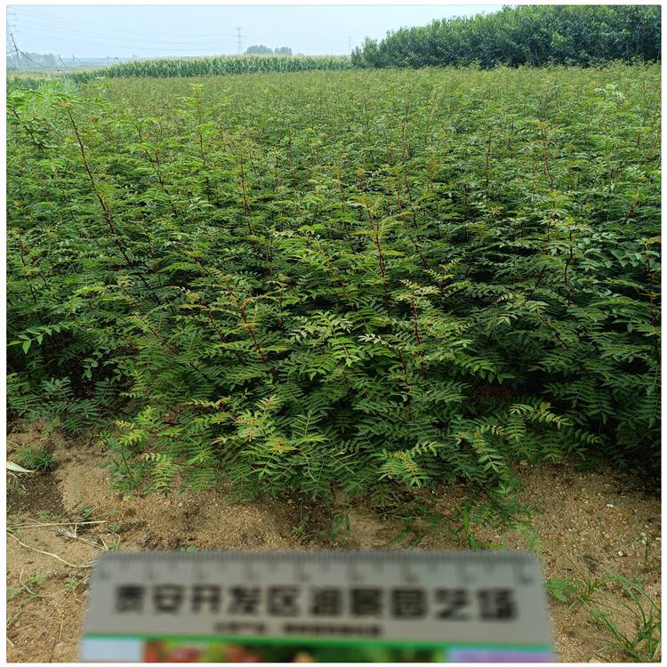 淄博无花椒苗哪里好 无刺大红袍花椒苗 0.8公分花椒树苗根系发达