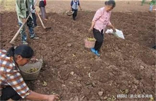 中药黄精种植_中药黄精种植_中药黄精种植