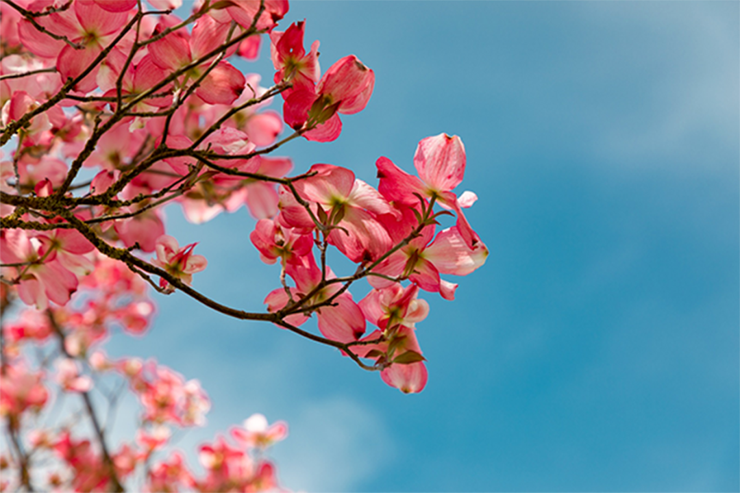 春天诗句短句_春天的诗五首最简单的_关于春天简单的诗句