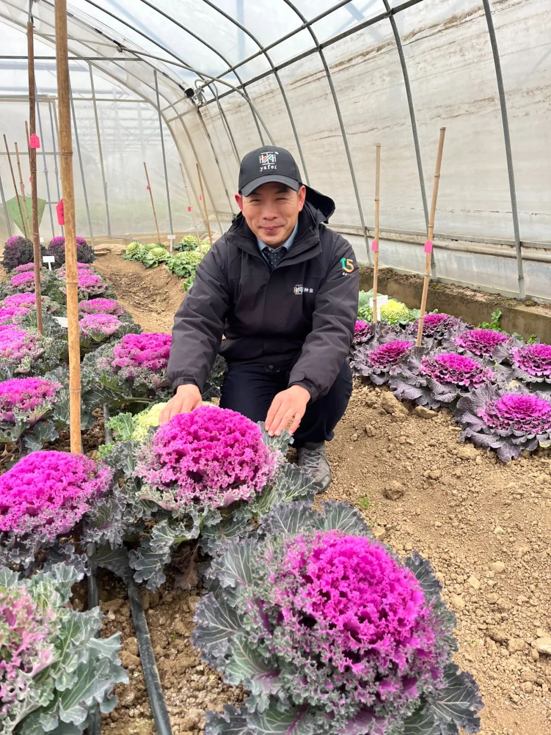 西兰花栽种_西兰花的种植_西兰花种