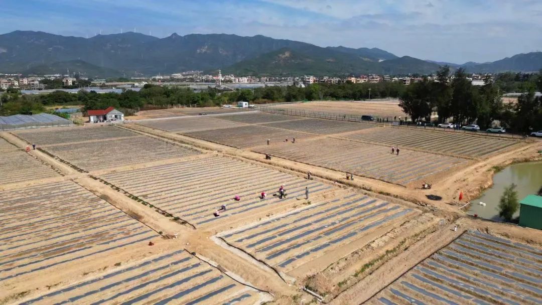 厦门蔬菜种苗基地在哪_厦门蔬菜种苗_厦门蔬菜种苗批发市场