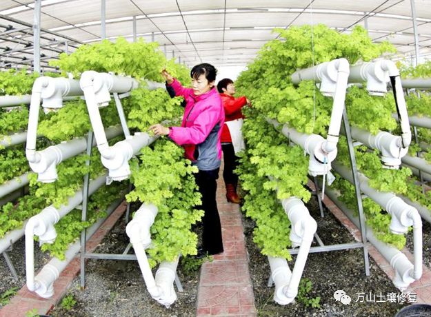 种四季豆时间_四季豆种植多长时间可以采收_四季豆栽培时间