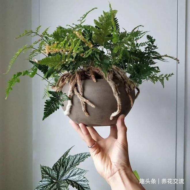 麦饭石种水草_麦饭石可以种植水培植物吗_水培麦子怎样种植