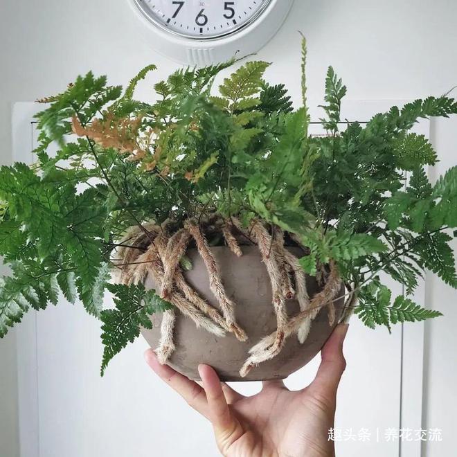 麦饭石可以种植水培植物吗_麦饭石种水草_水培麦子怎样种植