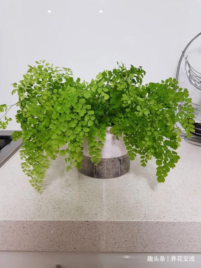 水培麦子怎样种植_麦饭石可以种植水培植物吗_麦饭石种水草