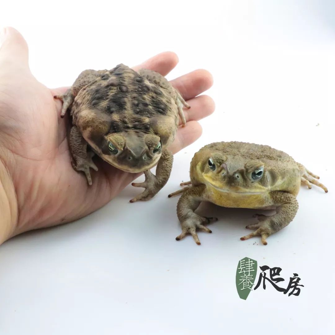 海蟾蜍饲养箱_海蟾蜍饲养箱_海蟾蜍饲养箱