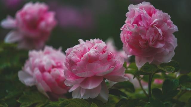 牡丹花的繁殖和栽培_牡丹繁植_牡丹花如何繁殖