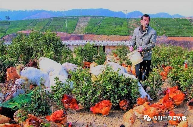 乡下养鸡种菜_种菜养鸡悠闲生活_家庭种菜养鸡视频