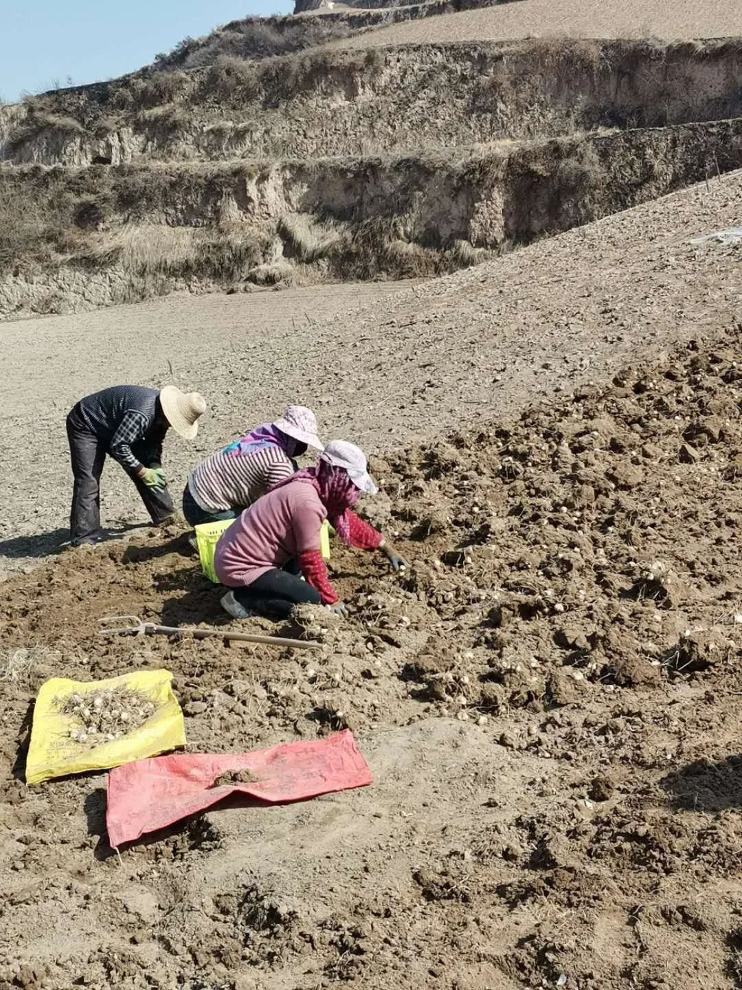 手工做蔬菜_如何制作手工蔬菜_蔬菜派手工